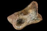 Struthiomimus Phalange (Toe Bone) - Montana #113162-1